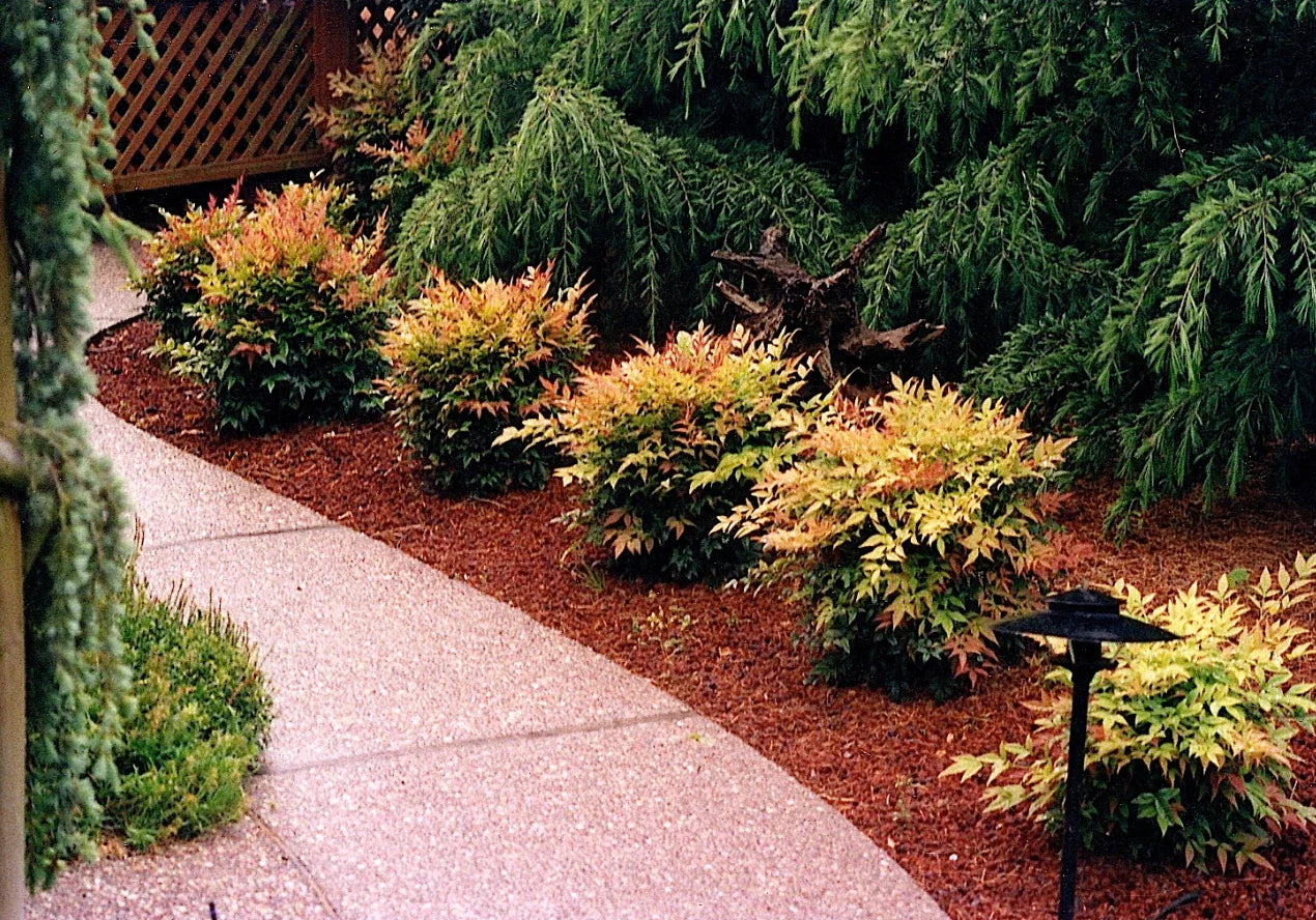 Dwarf Nandina Plants 2.5" Pots – 10 Live Nandina domestica 'Nana' for Borders, Containers, Landscaping