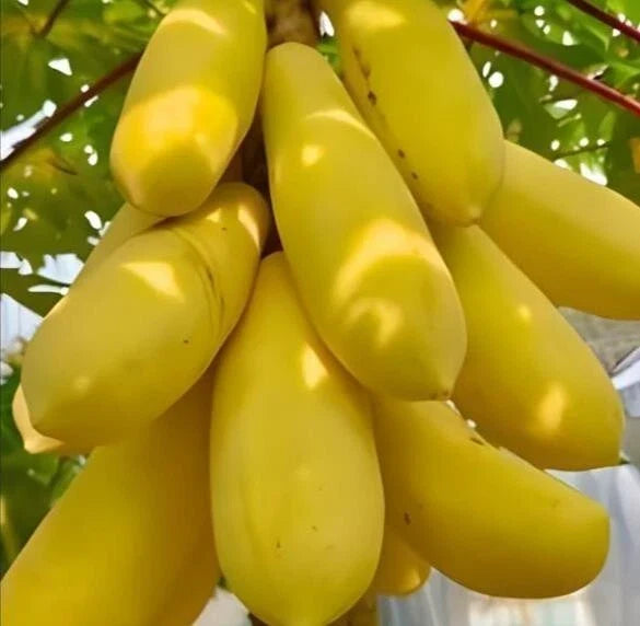 Golden Papaya Seeds Packet - 26 Carica papaya Tropical Fruit Plant for Container Gardening