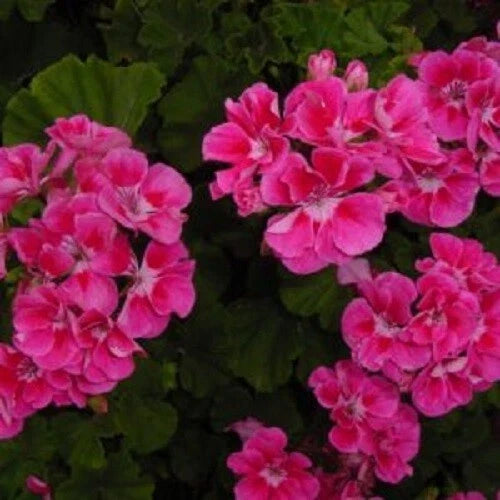 Bright Pink Geranium Seeds for Hanging Baskets - Pelargonium × hortorum - Perennial Flower Pack of 10