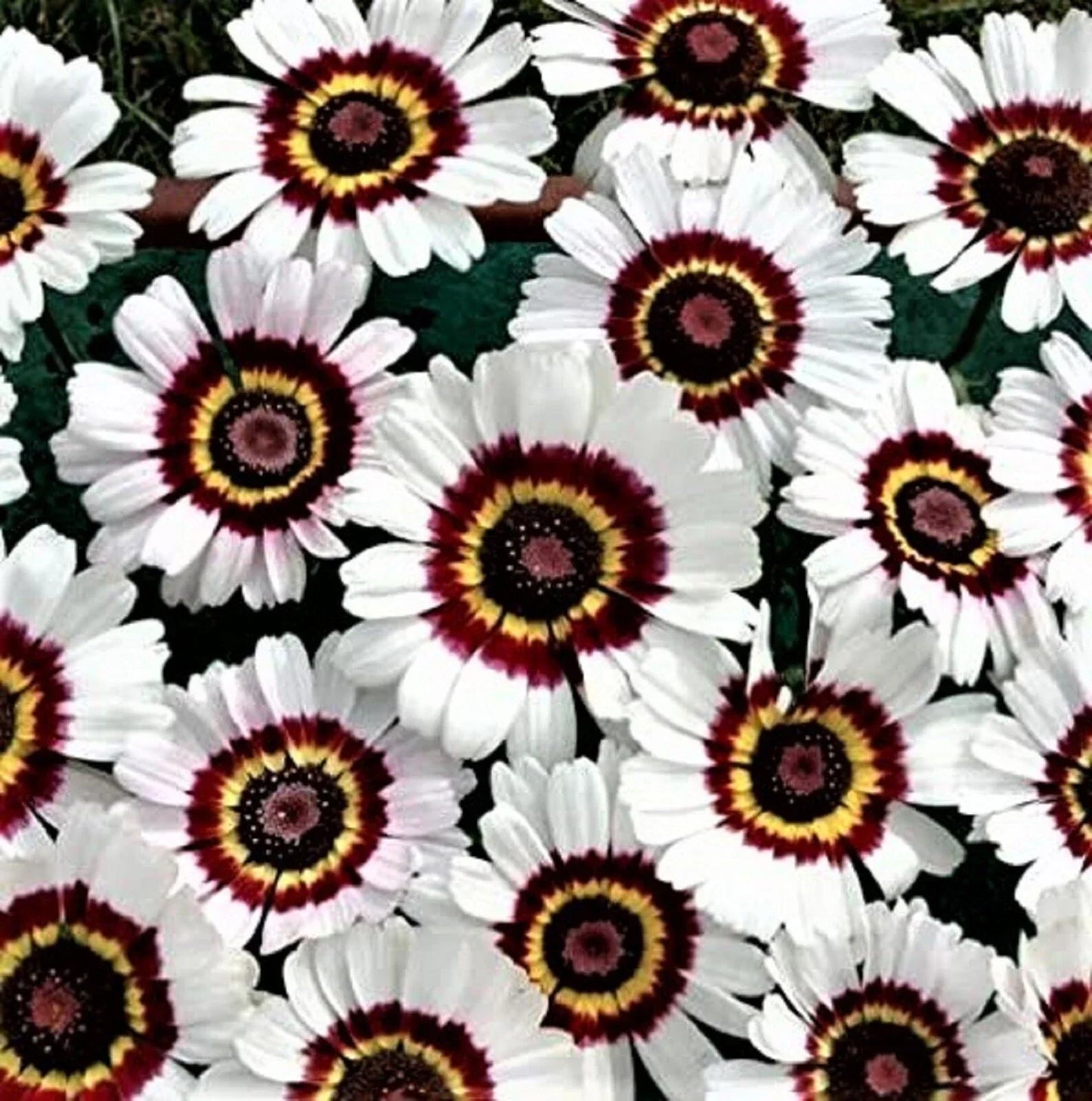 Painted Daisy Seeds - 100+ Seeds - Colorful Chrysanthemum carinatum Flowers