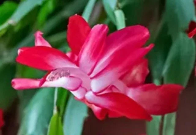 Red Thanksgiving Cactus Cuttings 2 Pack, Schlumbergera truncata Holiday Plant, Succulent, Easy to Grow, Indoor Plant