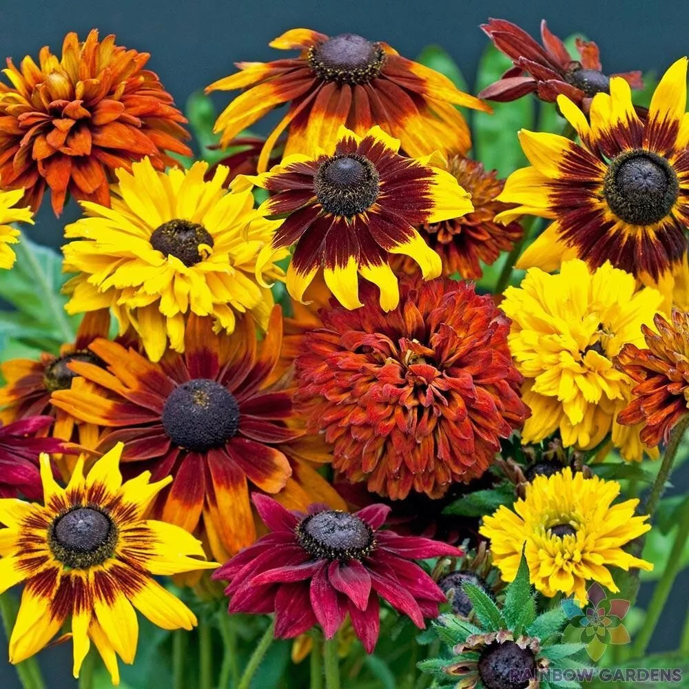 Rudbeckia Seeds Mix - 200+ Varieties for Garden Planting - Black-Eyed Susan - Rudbeckia hirta - Non-GMO, USA Grown