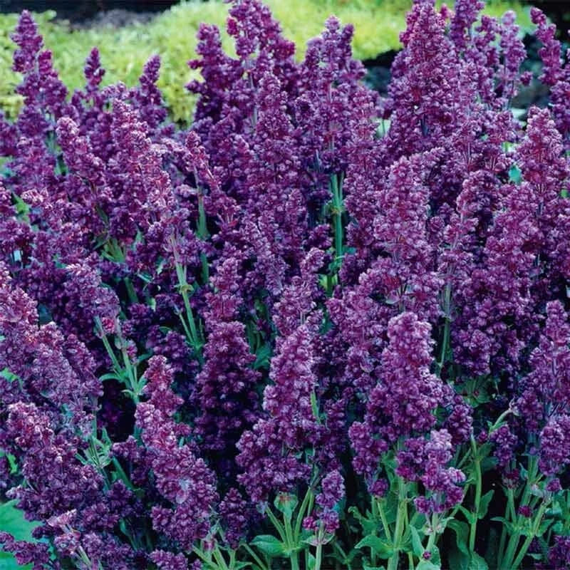 Salvia Seeds 50 DBL Plumosa Perennial Flower for Butterfly Garden - Salvia splendens, Vibrant Double Blooms
