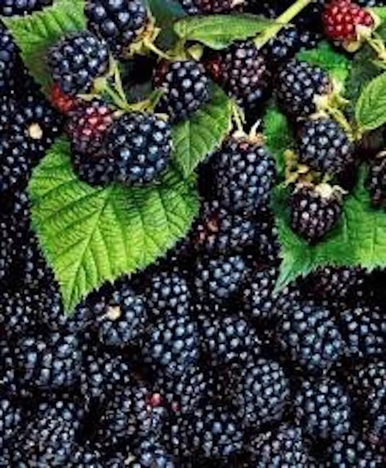 Triple Crown Blackberry Plants - Thornless Edible Fruit - Rubus fruticosus - Bare Root, 3 Plants