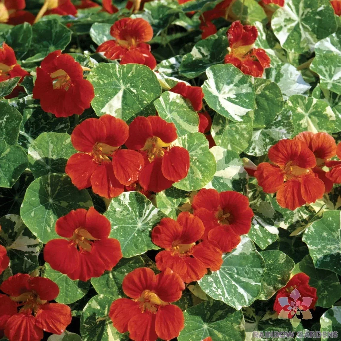 Nasturtium Seeds - Alaska Scarlet Variety - Trailing Edible Flowers - Tropaeolum majus - Garden Planting, Pollinator Attractant