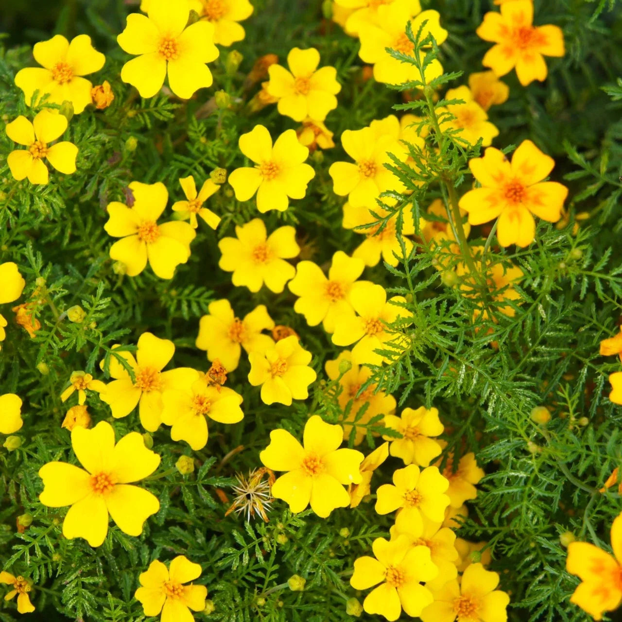 Lemon Gem Marigold Seeds - 25+ Pack, Tagetes patula, Vibrant Lemon Yellow Flowers, Easy to Grow, Garden Bed & Container Planting