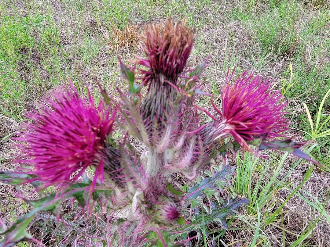 Purple & Yellow Thistle Seeds - Cirsium horridulum Native Wildflower for Pollinators, Florida Garden, 25 Seeds