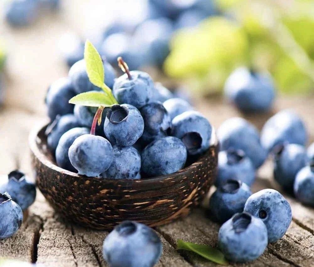 Blueberry Seeds 100+ Pack | Highbush Vaccinium corymbosum Seeds | USA Seller