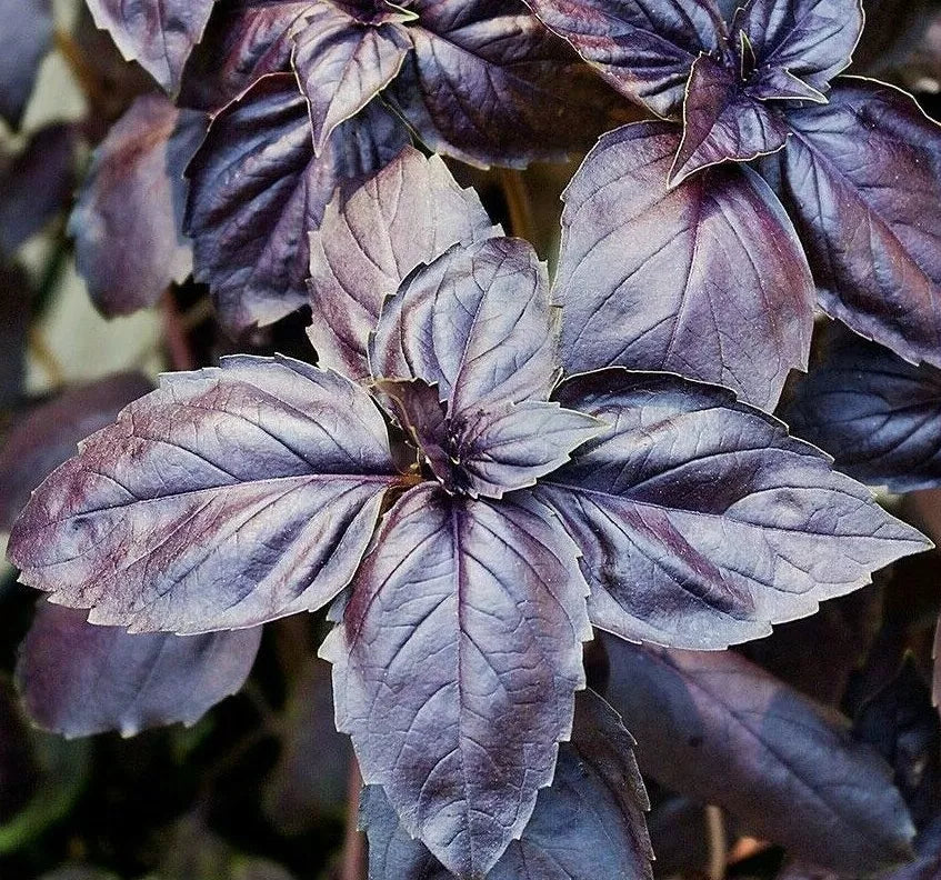 Purple Basil Seeds - 200+ Non-GMO Culinary Herb Seeds for Garden & Pots, Ocimum basilicum 'Purpurascens'