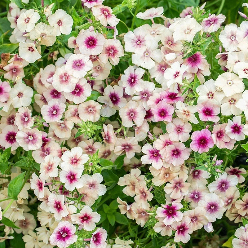 Phlox Seeds - 125 Pack - Cherry Caramel Annual Flower - Phlox drummondii Garden Bloom Seeds