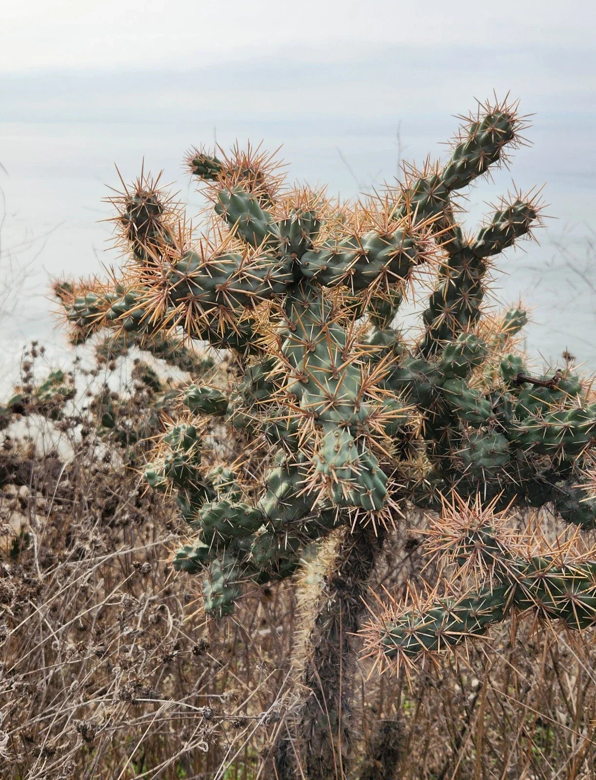 Cylindropuntia Prolifera Coastal Cholla Cactus Pup Cutting - Drought Tolerant Succulent Plant for Gardens & Containers
