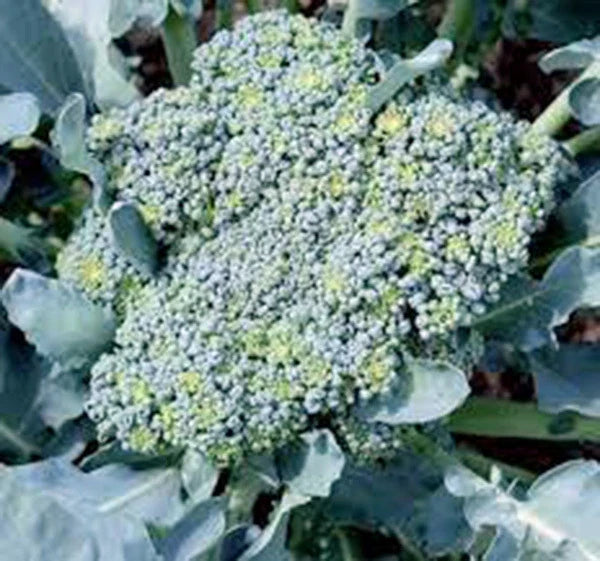Broccoli Seeds - Heirloom Green Sprouting Calabrese, Non-GMO, Brassica oleracea var. italica, Pack of 25+ Seeds