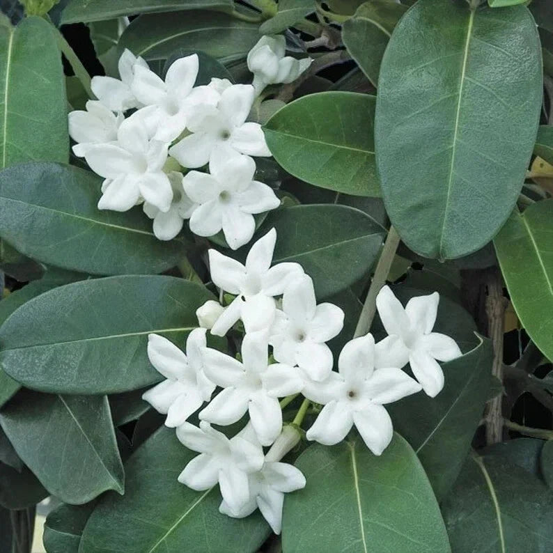 Madagascar Jasmine Starter Plant - Small Rooted Stephanotis floribunda Fragrant Houseplant for Indoor Gardening