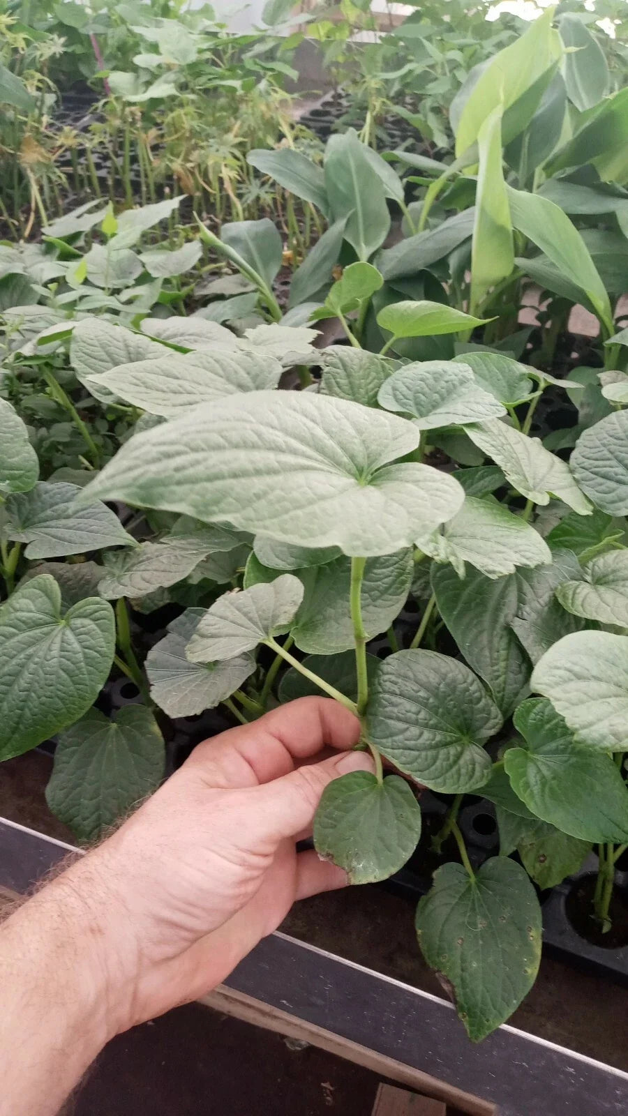 Piper Umbellatum Live Plant 3 Pack – Rare Medicinal Herb with Rootball, Exotic Foliage, Indoor & Outdoor, Compact, Hardy Zones 10-11