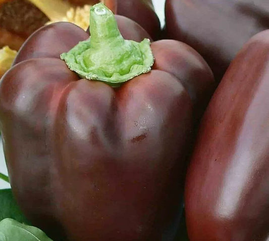 Chocolate Beauty Bell Pepper Seeds - 30+ Non-GMO Heirloom Capsicum annuum for Culinary Use