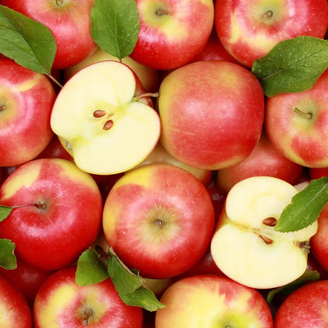 Red Delicious Apple Seeds - 25+ Premium Malus domestica Seeds for Home Garden