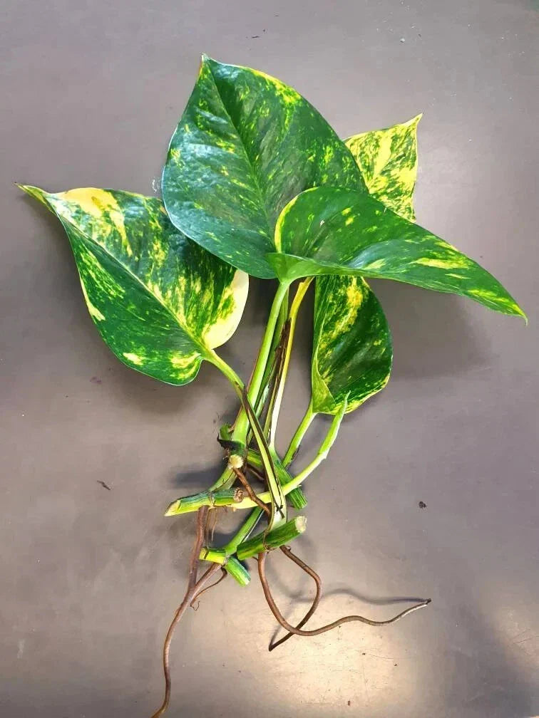 Hawaiian Pothos Leaf Cuttings - 5 Pack with Air Roots | Epipremnum aureum