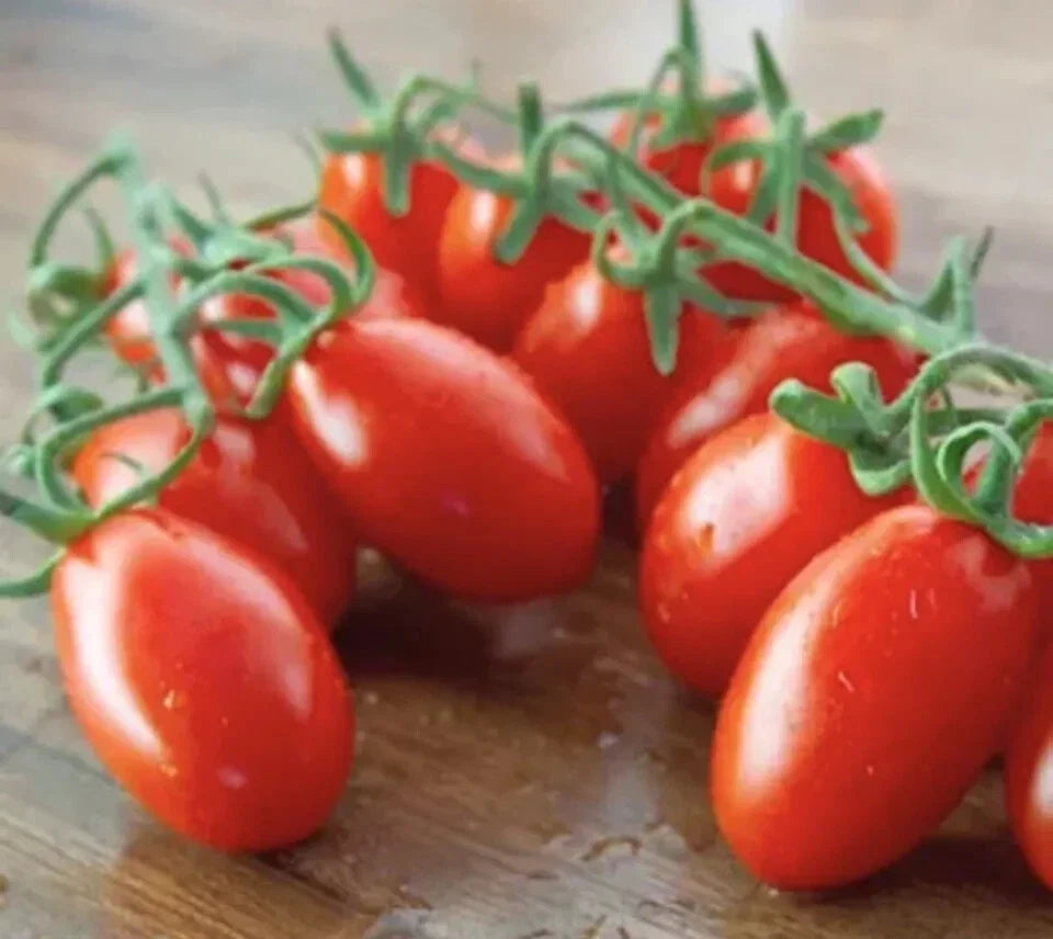 Sugar Grape Tomato Seeds - 50 Pack, Sweet Cherry Variety, Solanum lycopersicum, Compact Growth, 2024 USA