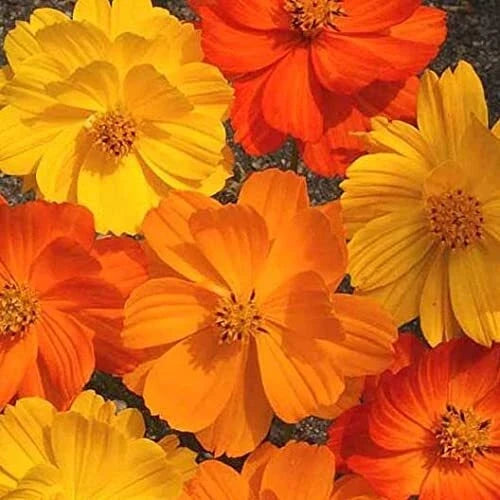 Cosmos Flower Seeds Bright Lights Mix Non-GMO Cosmos bipinnatus 1,000 Seeds for Garden, Borders, Cut Flowers