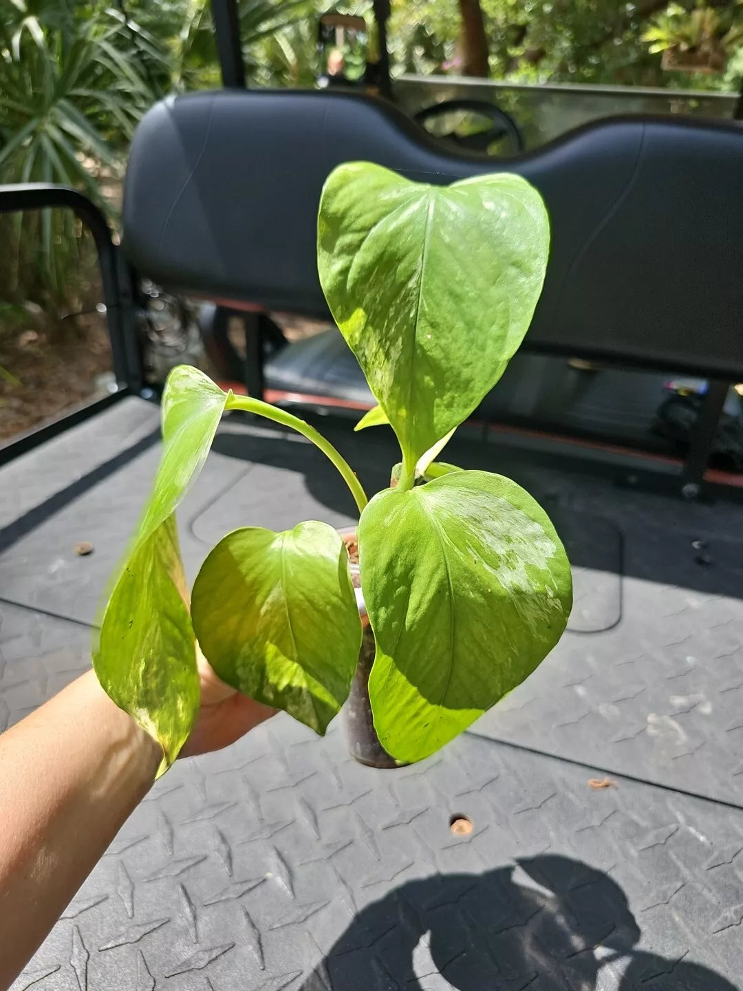 Marble Queen Pothos Plant 3" Pot - Live Devil's Ivy Vine Epipremnum aureum
