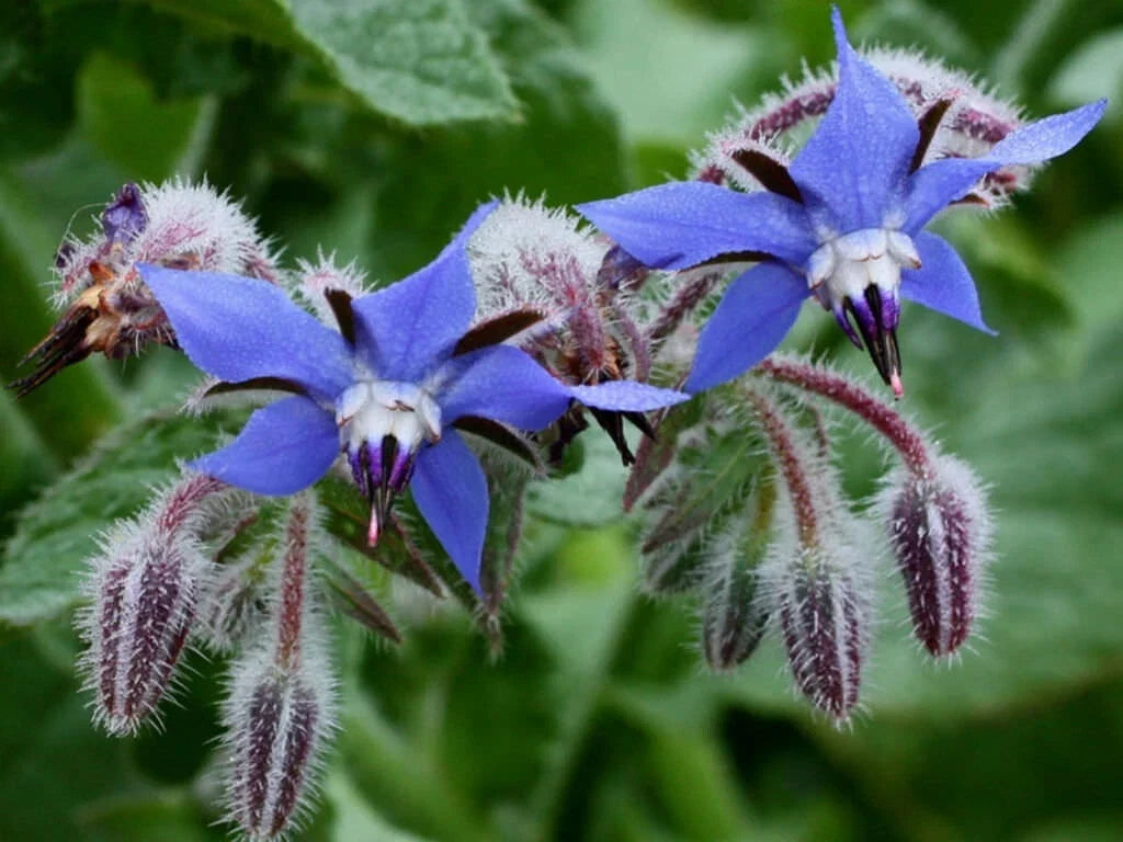 Borage Herb Seeds - 50+ Non-GMO Heirloom Borago officinalis for Pest Repellent & Pollinator Attraction