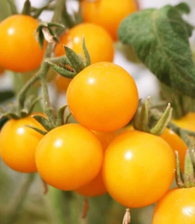 Organic Galina's Cherry Yellow Tomato Seeds - Heirloom, Non-GMO, 20 Seeds, Solanum lycopersicum, Sweet, Juicy, Yellow Cherry Tomatoes