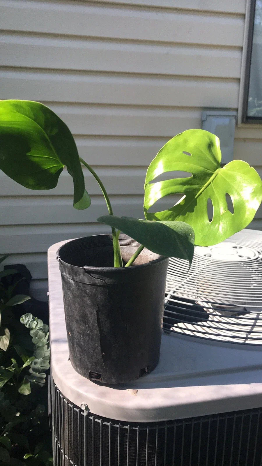 Philodendron Split Leaf Monstera Deliciosa 1 Gallon Live Plant Bare Root