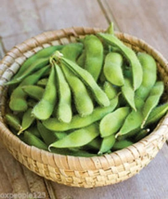 Be Sweet Japanese Edamame Soy Bean Seeds – Glycine max, Non-GMO, High Germination, Edible, Compact Bush, 15+ Seeds