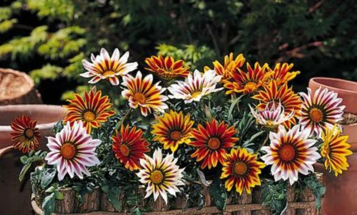 Gazania Plants 10 Baby Plugs New Day Tiger Mix Drought & Heat Tolerant Gazania rigens