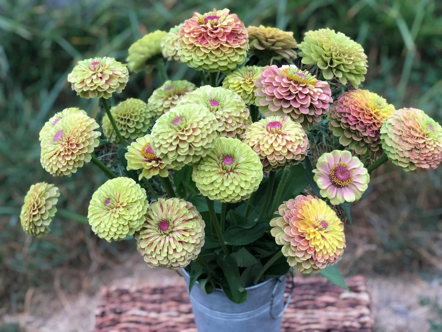 Queen Lime Blush Zinnia Seeds - 100+ Pack, Vibrant Lime Pink Flowers, Zinnia elegans, Garden Planting, Butterfly Attracting, USA Grown