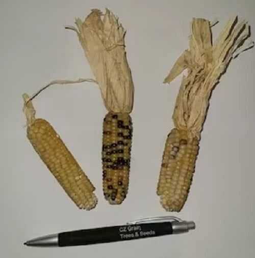Tom Thumb Corn Seeds - 50 Pack, Miniature Indian Corn, Zea mays, Small Ears, Decorative & Ornamental
