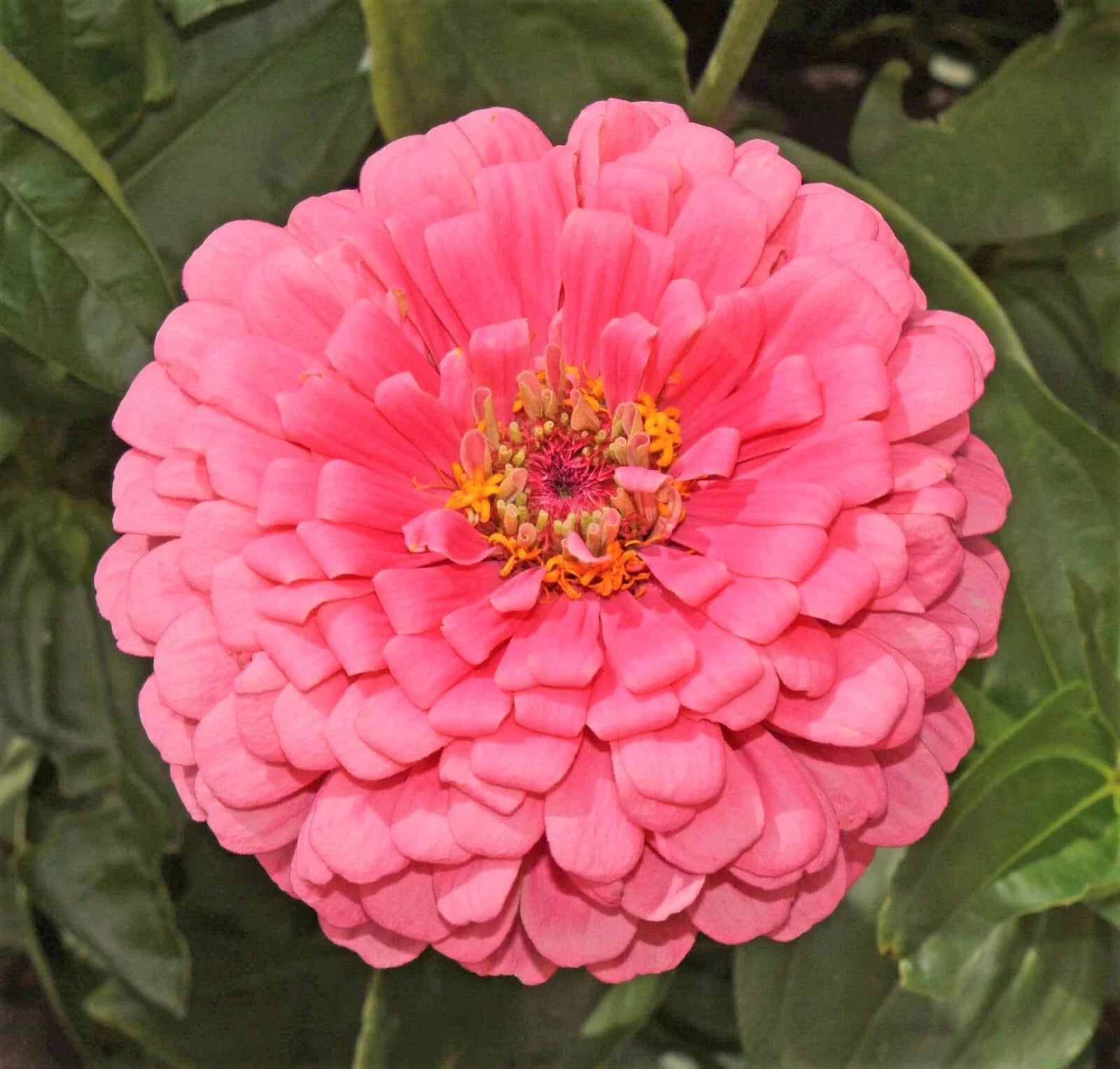 Zinnia Seeds - Non-GMO Giant Hot Pink Flowers - Pollinator Friendly - Zinnia elegans - Annual Garden Seeds