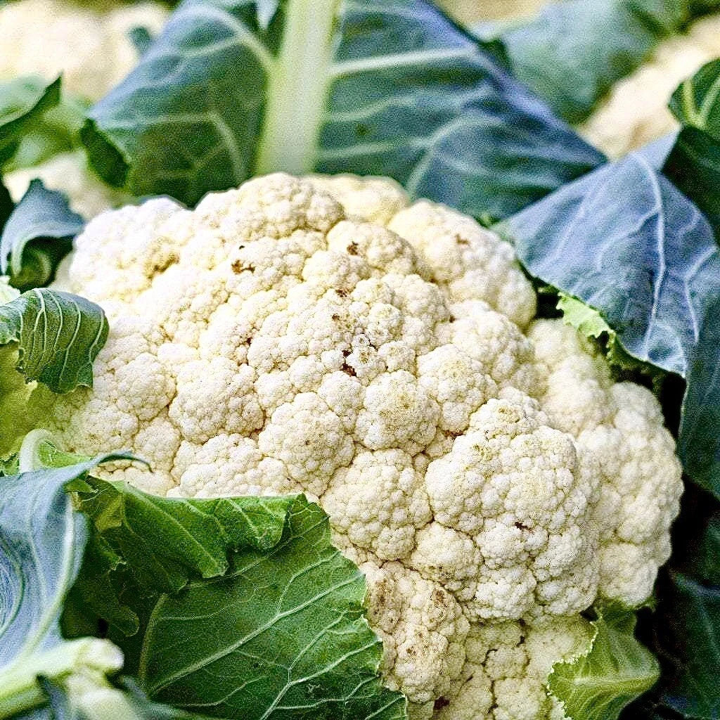 Cauliflower Seeds - Organic Snowball Self Blanching Brassica oleracea - Non-GMO, Heirloom, Cool Weather, Home Garden, 200+ Seeds