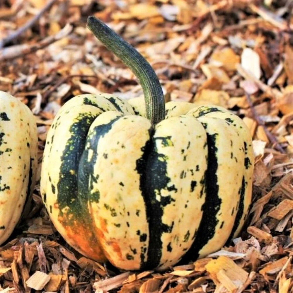 Sweet Dumpling Squash Seeds – Heirloom Cucurbita pepo, Fall Gardening, Vine, Pack of 20 Seeds