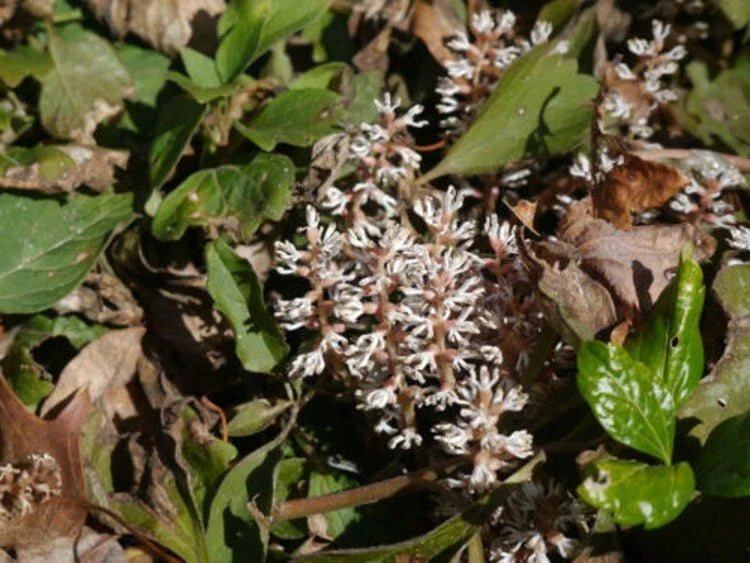 Procumbens Pachysandra Roots – 5 Allegheny Spurge Ground Cover Plants – Pachysandra procumbens for Shade Gardens