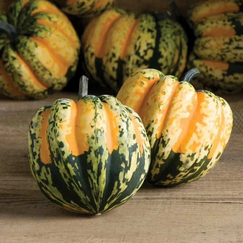 Sweet Dumpling Squash Seeds - 10 Organic Non-GMO Seeds - Cucurbita pepo - USA Grown