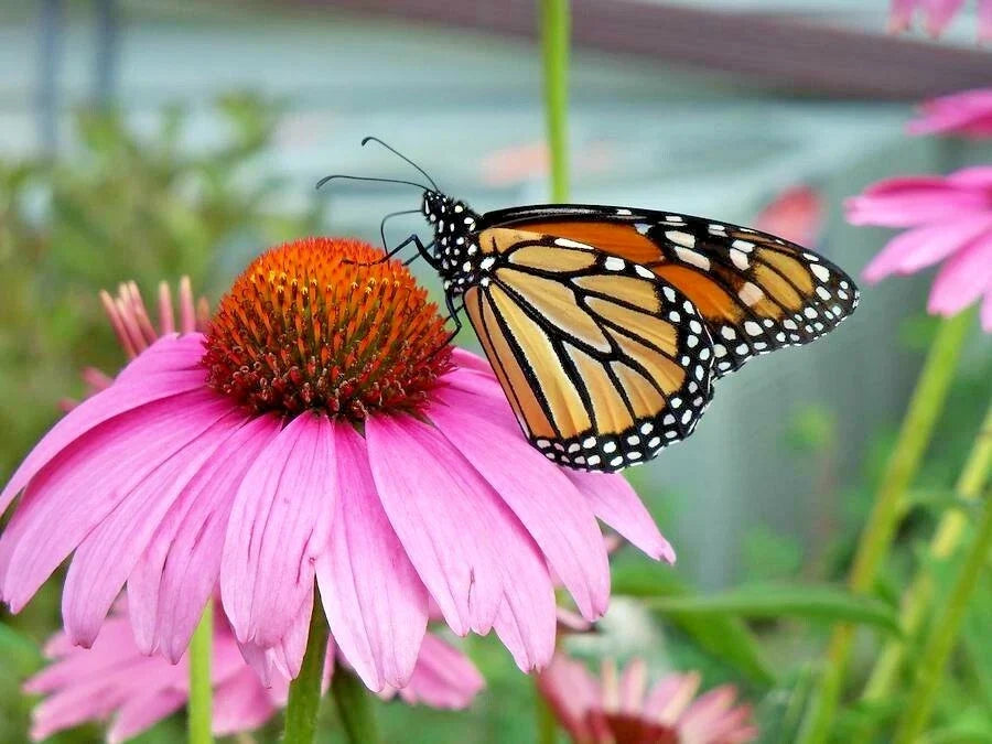Purple Coneflower Seeds 1 oz - Echinacea purpurea Native Wildflower for Gardens & Pollinators