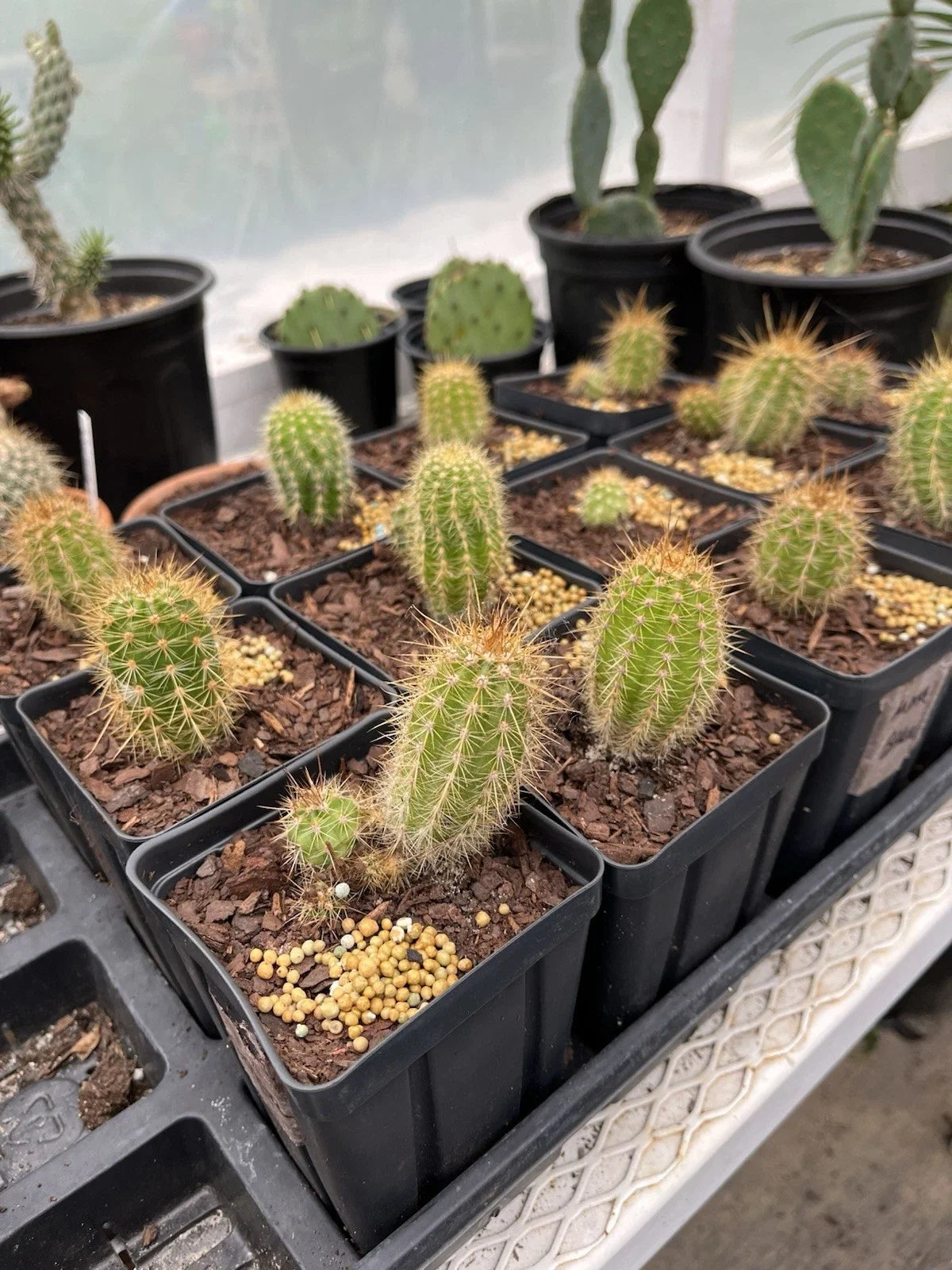 Tricho Hybrid Succulent Plant 4" Pot | Easy Care, Unique Varieties | Trichocereus spp. Indoor Outdoor