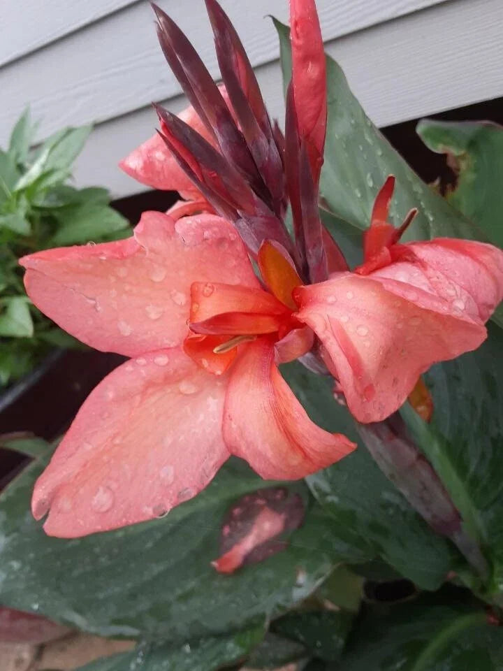 Coral Pink Canna Lily Bulbs (2) - Rare Vibrant Canna Indica Flowers for Garden