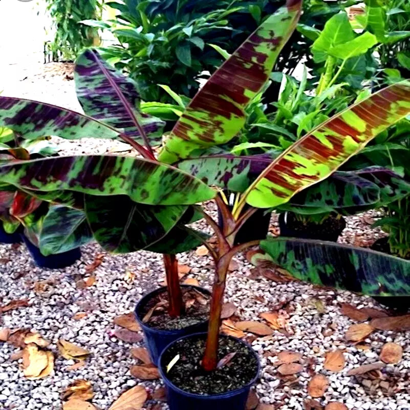 Red Tiger Darjeeling Banana Seeds - Musa sikkimensis, Hardy Zone 5, Tropical Garden Planting, 5 Pack