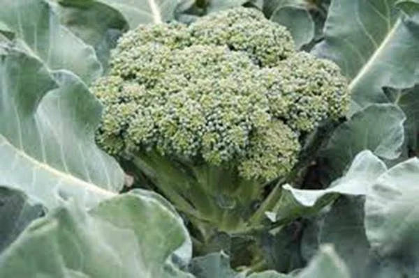 Broccoli Seeds Waltham 29 Heirloom - 100+ Brassica oleracea Seeds