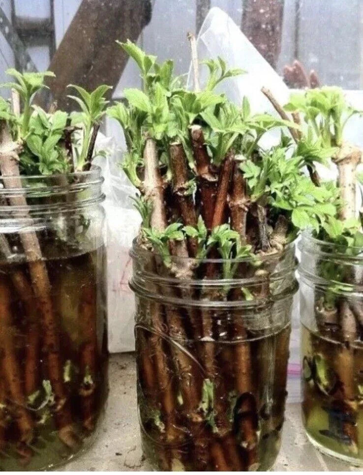 Unrooted Elderberry Cuttings 3 Sambucus canadensis Native Medicinal Plants for Forest Garden