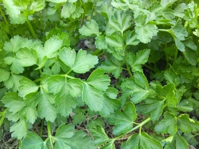 Plain Parsley Seeds - 750+ Non-GMO Seeds for Culinary Herb Gardening - Petroselinum crispum, Full Sun, Easy to Grow