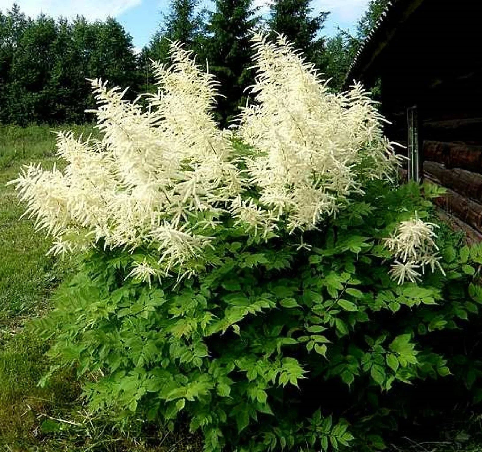 Goats Beard Seeds - 100+ Aruncus dioicus Perennial Flowering Plant for Shade Gardens, Showy Plumes, Pollinator Attractant