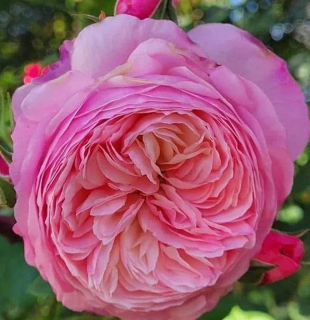 Wedding Rose Cuttings - Con Stan Rose Stems for Bouquets & Arrangements - Rosa 'Con Stan'