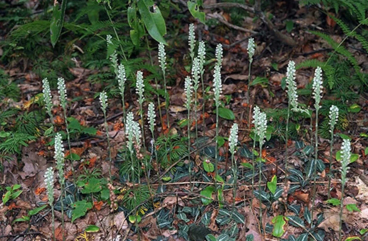 Live Rattlesnake Orchid Plant - 20 Root Systems - Perennial Goodyera oblongifolia for Shade Gardens