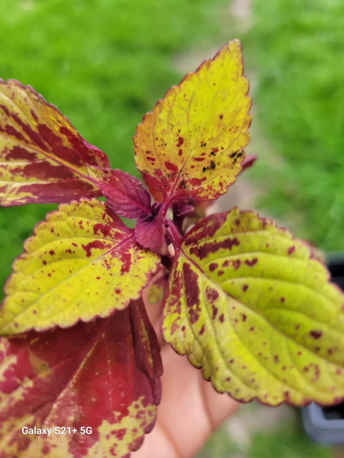 Coleus Live Plant 4" Pineapple Express Stained Glassworks Colorful Foliage, Easy Care, Indoor Outdoor Garden