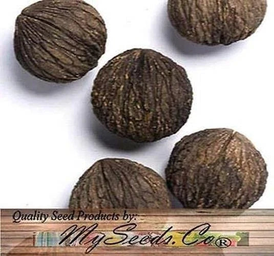 Black Walnut Tree Seeds Juglans Nigra - Northern Hardy Zone 5+ - 5 Pack