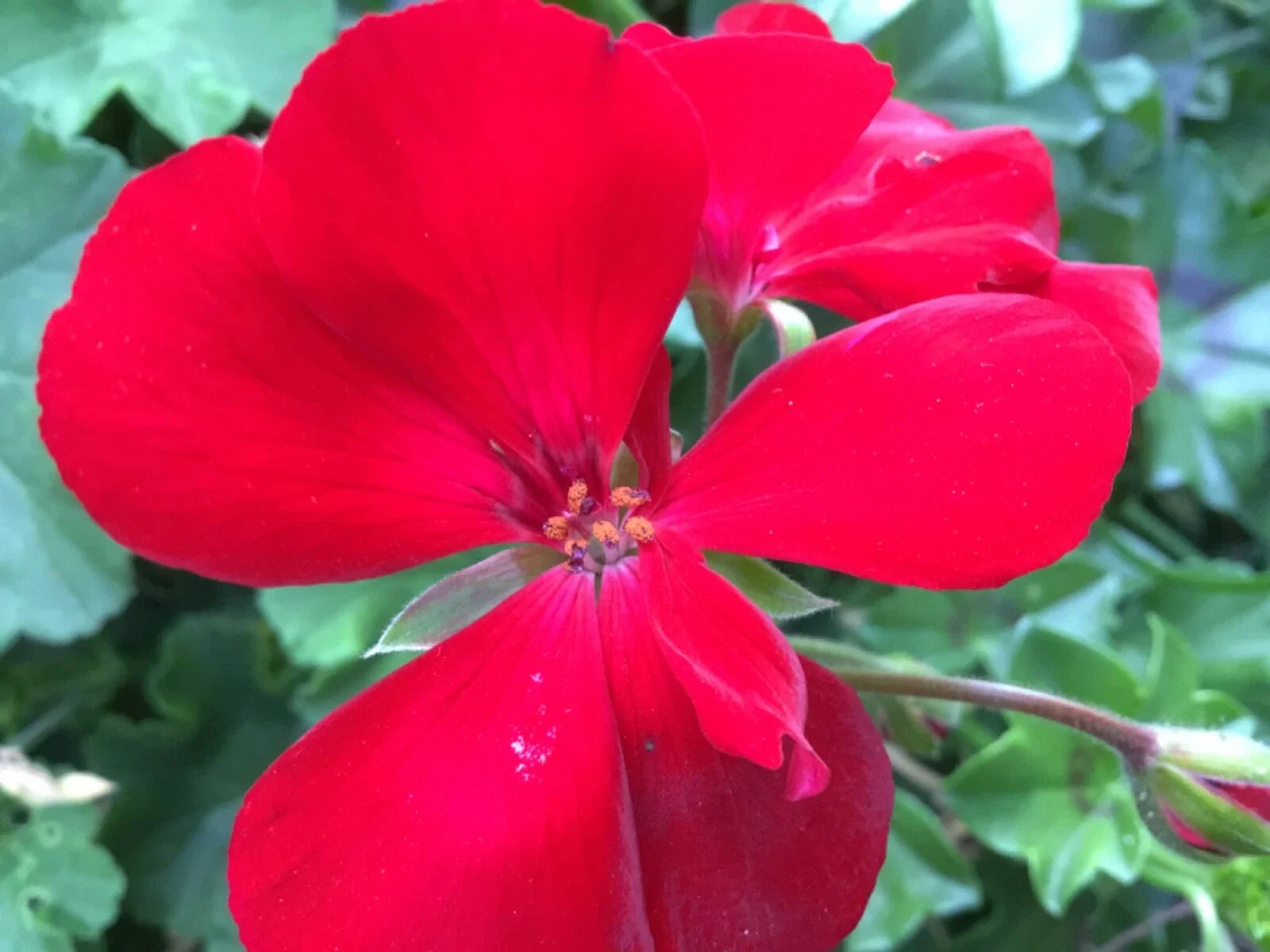 Ivy Zonal Geranium Cuttings 3-Pack Deep Velvet Red Pelargonium for Hanging Baskets & Containers