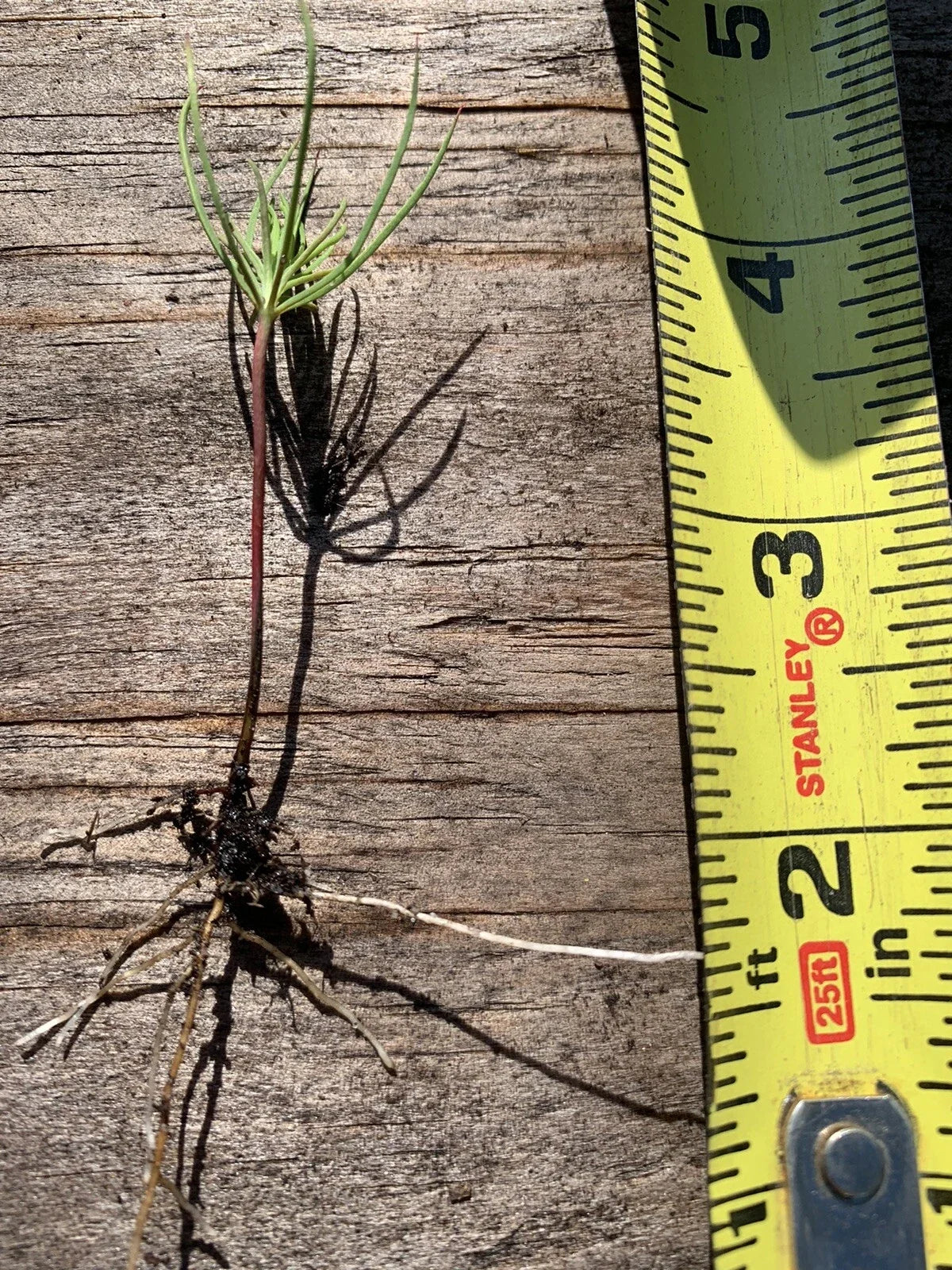 Pine Tree Seedlings 10-Pack Bare Root Pinus spp. Fast Growing Evergreen for Reforestation & Landscaping
